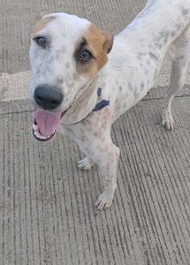 Cute Dog Ready for a New Home