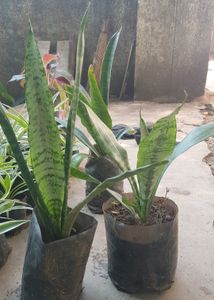 Snake Plant