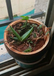 Aloe vera pup and Turtle vine
