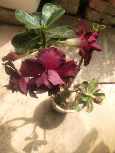 Mock Azaliya Desert Rose Beautiful Adenium
