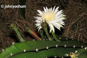 Fairy Castle Cactus