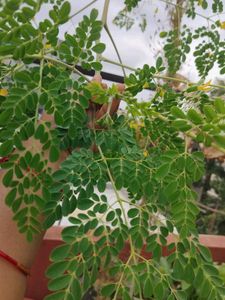 Fresh Drum Stick Leaves