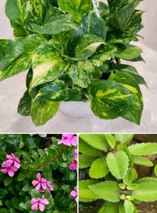 Combo Of 8 Plants For Kitchen Garden