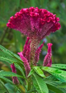 Cypress &amp; cockscomb flower plant and seeds
