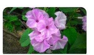 Latar Plant