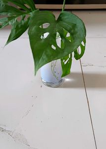 Monstera Adansonii Cutting (water propagated)