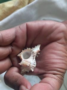 Mini Sea Shell