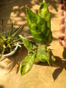 Combo Of 2 Tpye Show Plant With Healhty Root