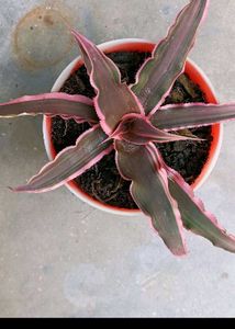Earth Star Plant