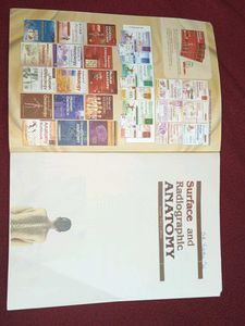 surface and radiological anatomy