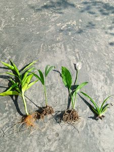 Alovera Areca Palm Lucky Bamboo Peace Lily