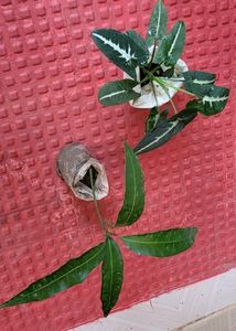 Set 2 Big Mango &amp; SYNGONIUM WENDLANDII Plants