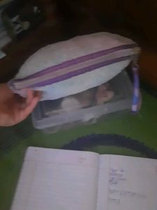 Rabbit Cute Pouch