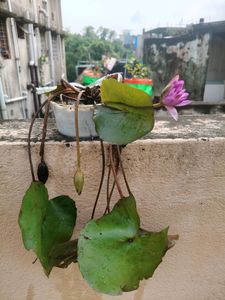 Tropical Water Lily