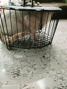 Metal Storage Basket