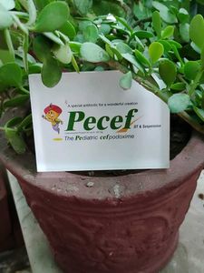Paper Weight For Study Table