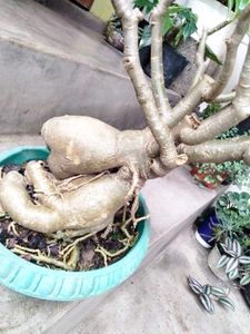 Matured Pink Colour Flower Bonsai (7 Yrs+)