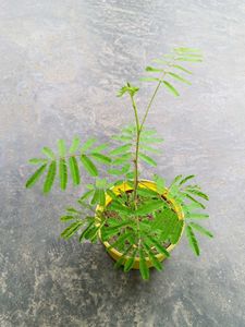 Shame plant