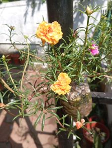 combo of Moss Rose Plant