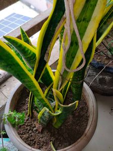 Sneak Plants