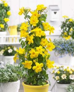 Garlic Vine plant Pack Of 3