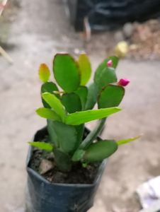 Easter Cactus Or Whitsun Cactus Or Zygo
