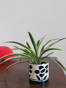Spider Plant