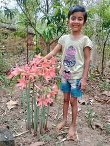 Amaryllis Lilly Bulbs - Set Of 3