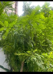 Curry Leaves 300gm.🌿🌿