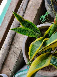 Sneak Plants