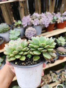 Live Plant Succulent