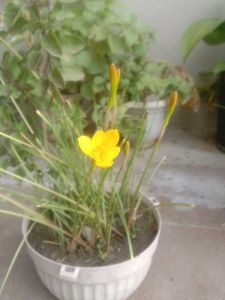 Vibrant Yellow Rain Lily Plant