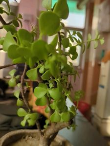 Jade Plant Cutting
