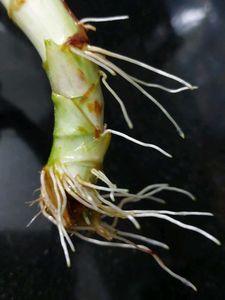 Bamboo With Roots