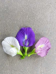 Three Colours Aparajita Seeds