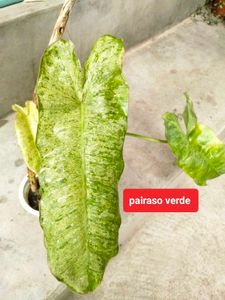 sets of plants offer