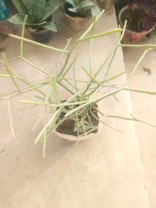 Fresh Pencil Cactus With Healthy Root