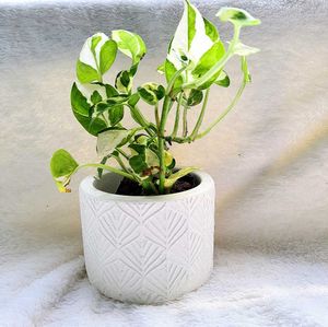 Concrete Pot With Live Plant
