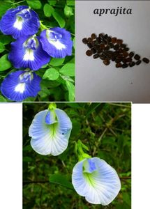 Plants And Seeds