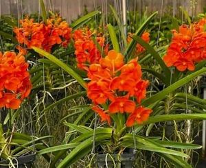 Orchid Plant Pack Of 1