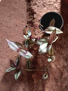 Indoor And Outdoor Plants