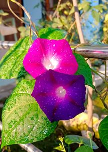 Morning Glory Seeds