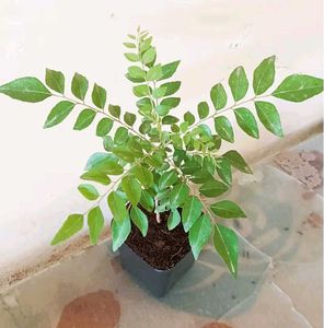 Vegetable &amp; Flower Plants (Set of 7)