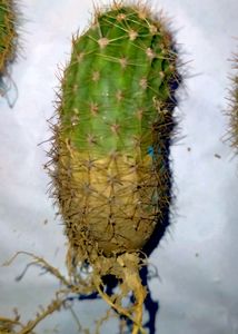 Echinopsis Purple White