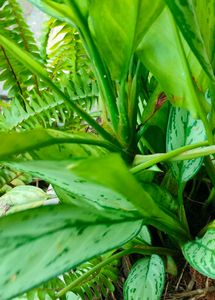 Aglonema