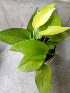 pothos varities combo offer