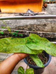 ParaisoVerde Philodendron