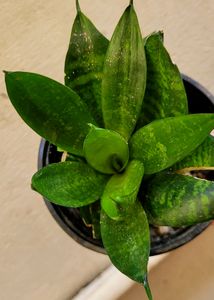 🪴 Snake Plant &amp; pot 🌴
