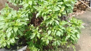थाई बेसिल (Thai Basil / Ocimum basilicum