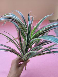 Lavender Leaf Bunches